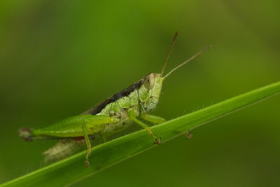 Close-up of insect on leaf