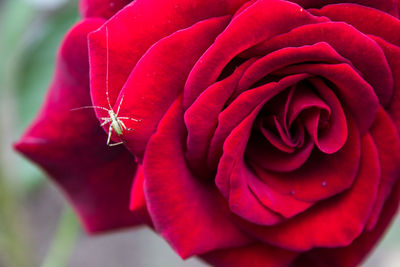 Close-up of red rose blooming outdoors