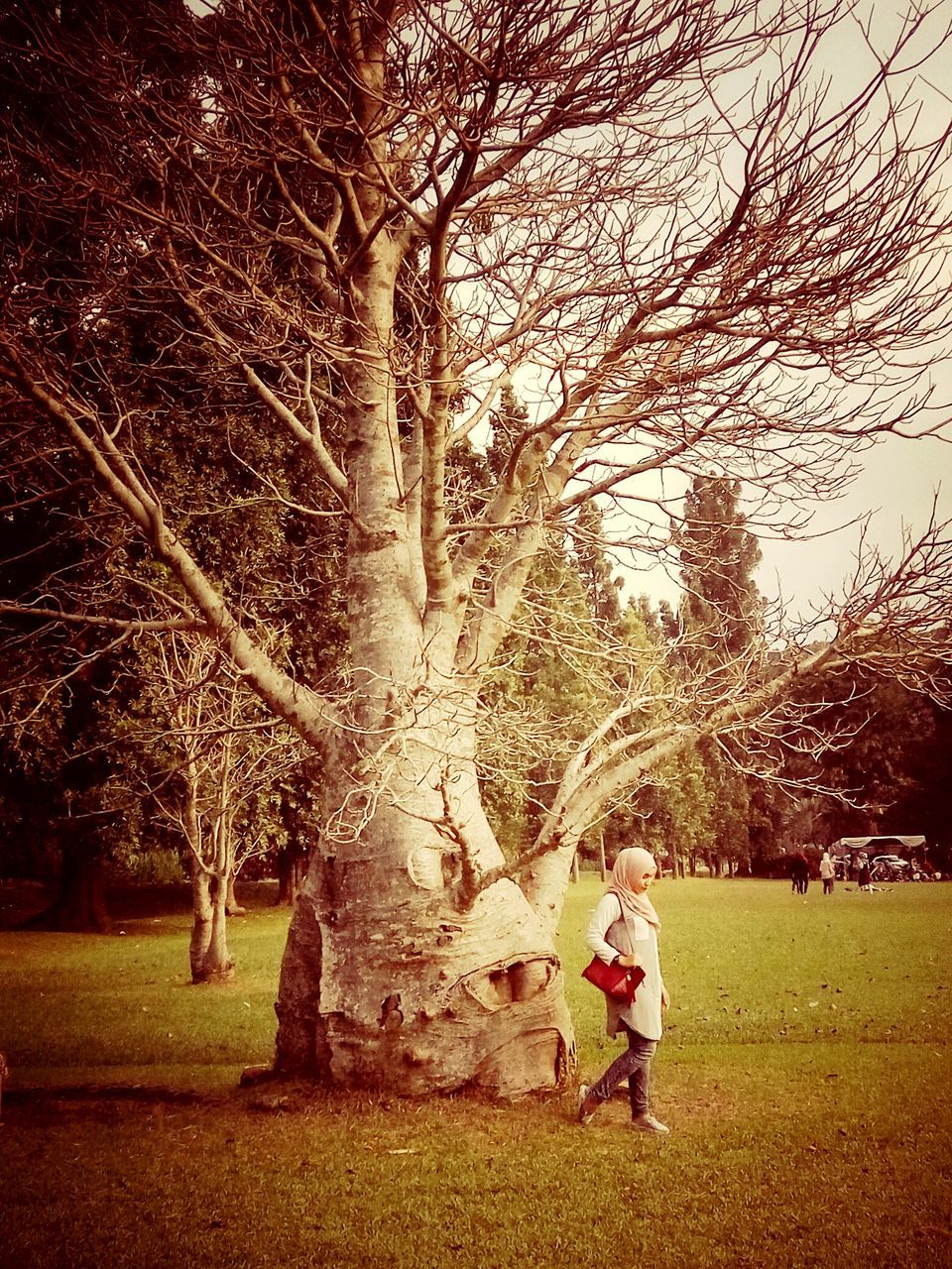 TREES IN PARK