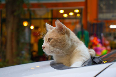 Close-up of cat looking away