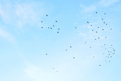 Low angle view of birds flying in sky