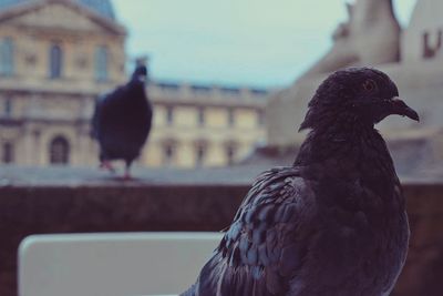 Close-up of bird perching outdoors