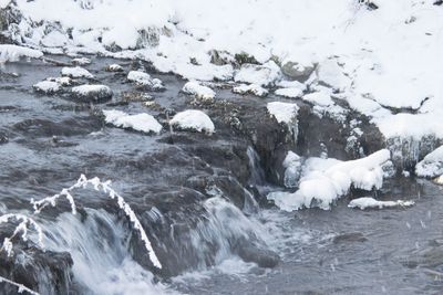 Dog on snow covered shore