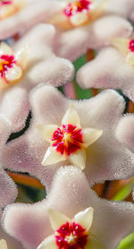 High angle view of pink roses on plant