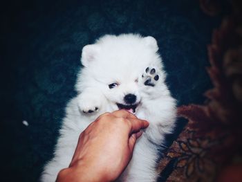 Cropped hand of person by white dog