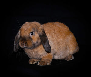 Close-up portrait of a rabbit over black background