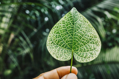 Close-up of hand holding leaves