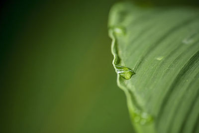 Close-up of water drops on leaves