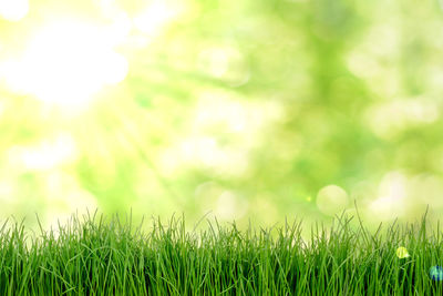 Close-up of grass on field against bright sun