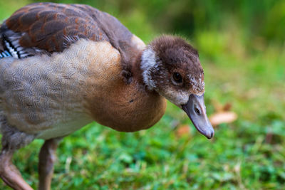 Close-up of a bird on field