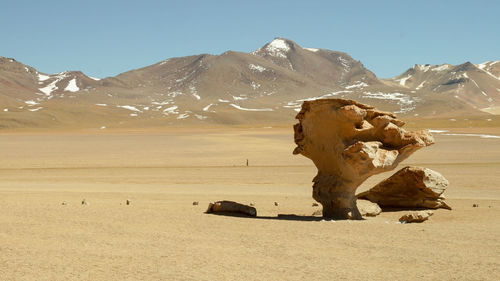 View of horse on sand