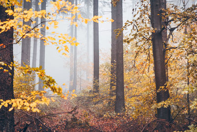 Trees growing in forest during autumn