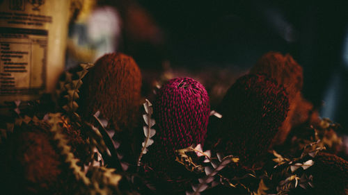 Close-up of mushrooms growing on land