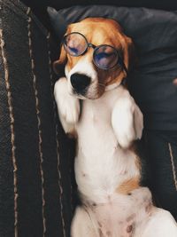 Close-up of dog resting on sofa