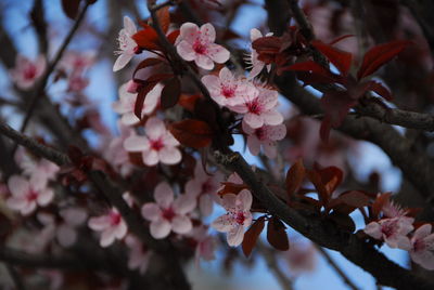 Close-up of cherry blossoms in spring