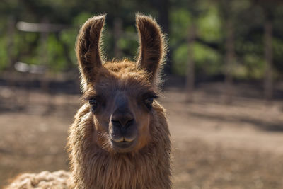 Portrait of brown llama on field