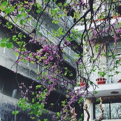 Low angle view of flowers growing on tree