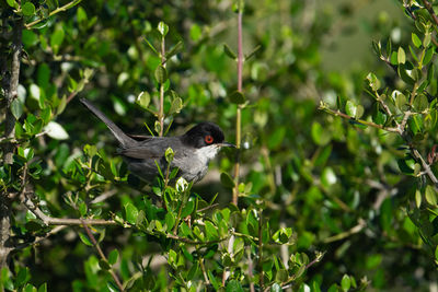 Bird perching on a tree