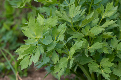 Close-up of fresh green leaves