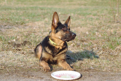 View of a dog looking away on field