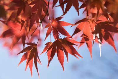 Low angle view of maple leaves on branch