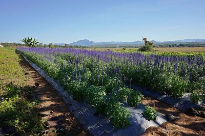 Purple flowering plants on field against sky