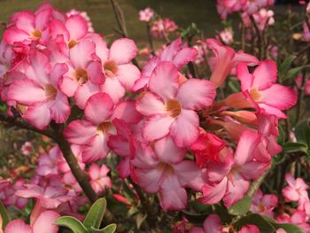 Close-up of pink flowers