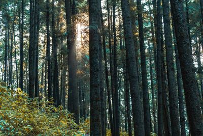 View of bamboo trees in forest