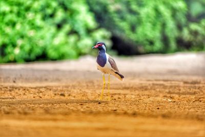 Bird perching on a rock