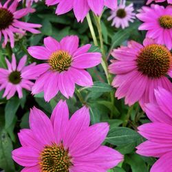 Close-up of pink flowering plants