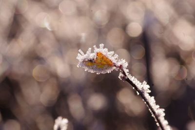 Close-up of frozen plant