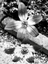 Close-up of flower blooming outdoors