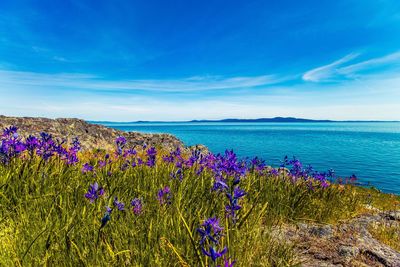 Scenic view of sea against blue sky