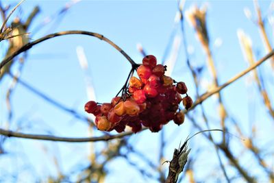 Low angle view of flower growing on tree against sky