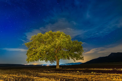 Trees on field against sky at night