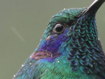 Close-up of peacock