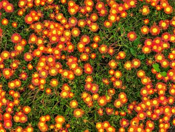 High angle view of orange flowering plants on field