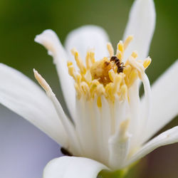 Close-up of insect on white flowering plant