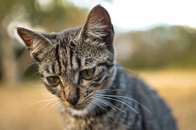 Close-up portrait of a cat