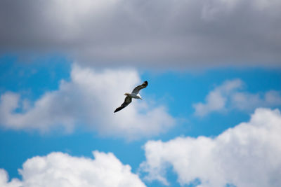 Low angle view of seagull flying against cloudy sky