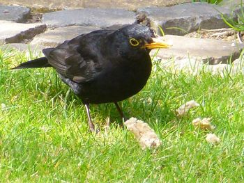 Birds on grassy field