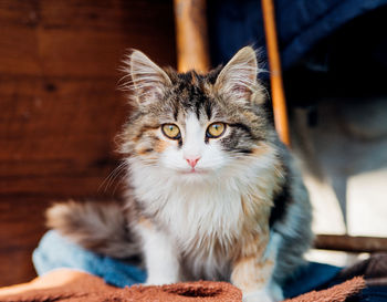 Cute little kitten is sitting on a chair.striped color. a pet. veterinary medicine.