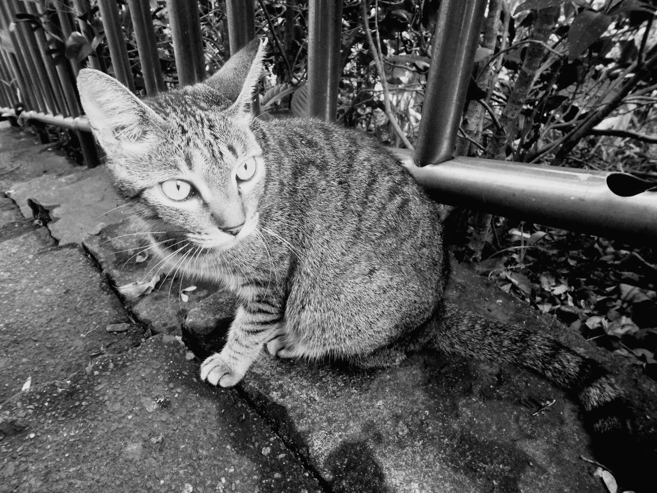 domestic cat, animal themes, looking at camera, portrait, pets, feline, one animal, mammal, outdoors, domestic animals, day, no people, sitting, nature