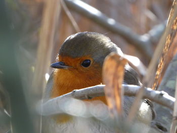 Close-up of english robin redbreast bird, peeping through winter grasses. robin portrait. 