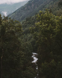 Stream flowing through a forest