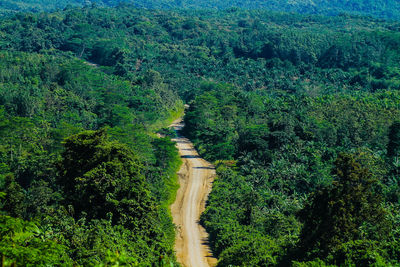 High angle view of trees in forest