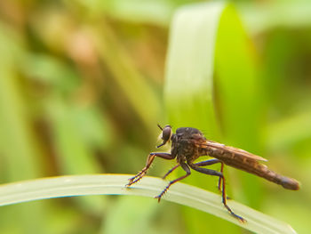 Close-up of insect