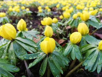 Close-up of yellow flowering plants