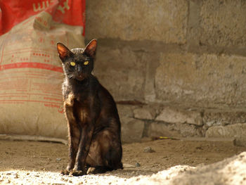 Close-up of cat sitting outdoors