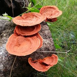 Close-up of mushroom on field